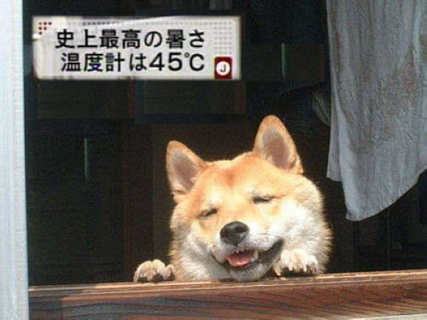 熱到快中暑的狗狗