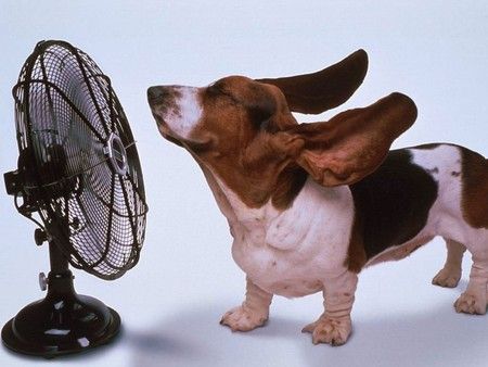 幫狗狗消暑一下