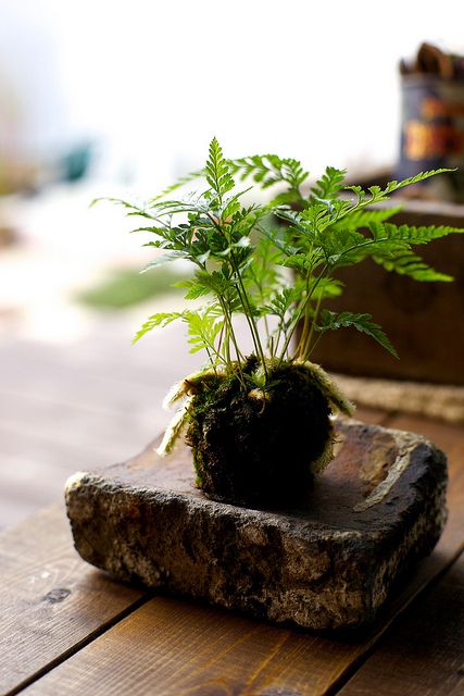 創意的居家小苔球,讓愛的小屋更可愛。